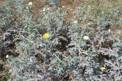 Argemone mexicana